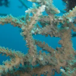 Staghorn Coral, photo 9