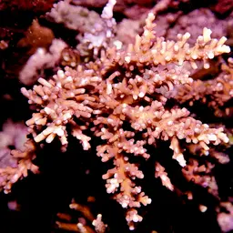 Staghorn Coral, photo 10