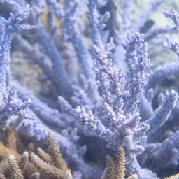 Staghorn Coral, photo 11