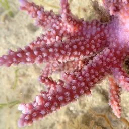 Staghorn Coral, photo 12