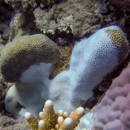 Finger Coral, photo 1