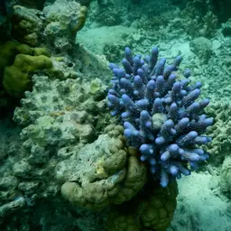 Finger Coral, photo 2