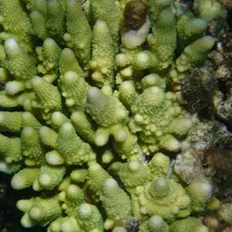 Finger Coral, photo 3
