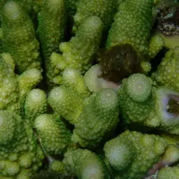 Finger Coral, photo 4