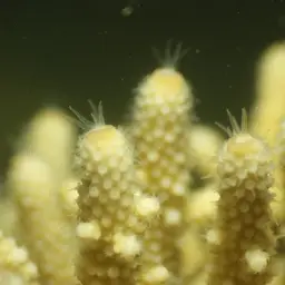 Finger Coral, photo 5