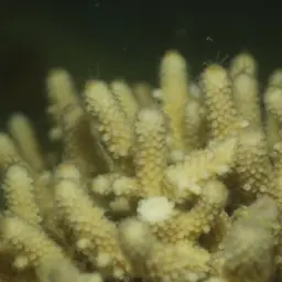 Finger Coral, photo 6