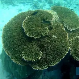 Brush Coral