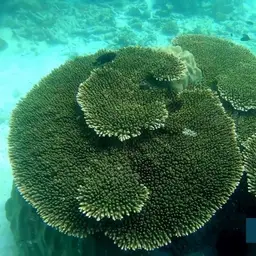Brush Coral, photo 2
