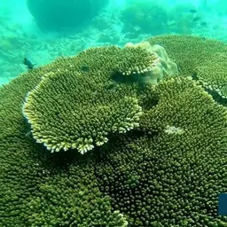 Brush Coral, photo 3