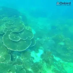 Brush Coral, photo 4