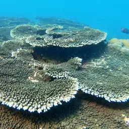 Brush Coral, photo 5