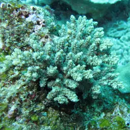 Bali Shortcake, photo 3