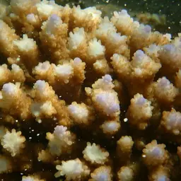 Staghorn Coral, photo 2