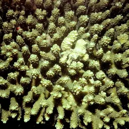 Staghorn Coral, photo 3