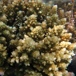 Staghorn Coral, photo 4