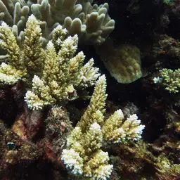 Staghorn Coral, photo 5