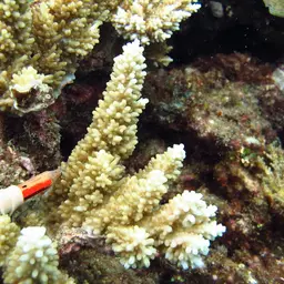Staghorn Coral, photo 6