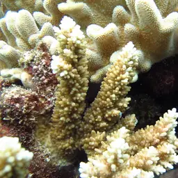 Staghorn Coral, photo 7