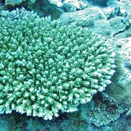 Staghorn Coral, photo 1