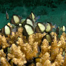 Bluetip Coral
