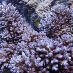 Bluetip Coral, photo 2