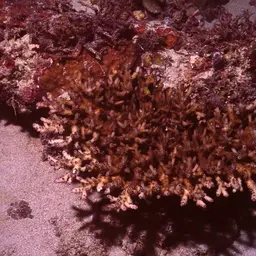 Bluetip Coral, photo 3