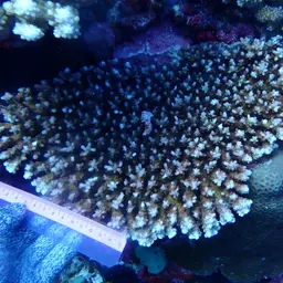 Bluetip Coral, photo 4