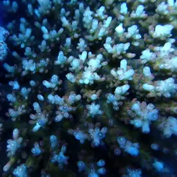 Bluetip Coral, photo 5