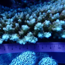 Bluetip Coral, photo 6