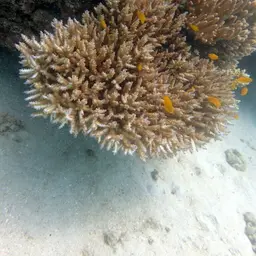 Bluetip Coral, photo 7