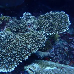 Bluetip Coral, photo 8