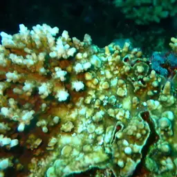 Bluetip Coral, photo 9