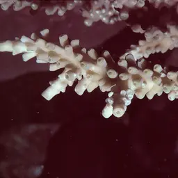 Staghorn Coral, photo 2