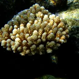 Staghorn Coral, photo 1