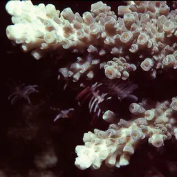 Staghorn Coral, photo 3