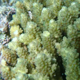 Staghorn Coral, photo 4