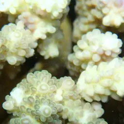 Staghorn Coral, photo 5