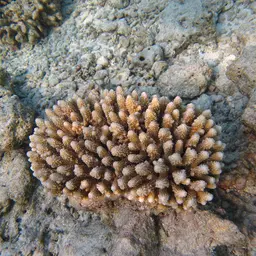 Staghorn Coral, photo 6