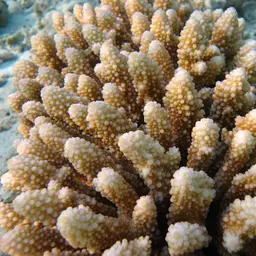 Staghorn Coral, photo 7