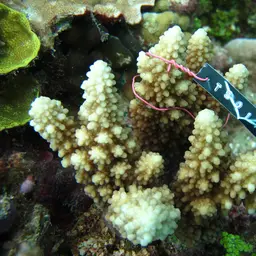 Staghorn Coral, photo 8
