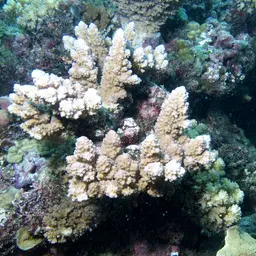 Staghorn Coral, photo 9