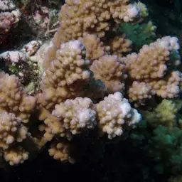 Staghorn Coral, photo 10