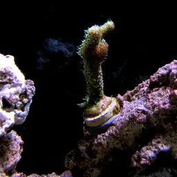 Staghorn Coral