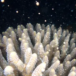 Staghorn Coral, photo 4