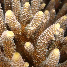 Staghorn Coral, photo 5