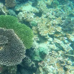 Staghorn Coral, photo 6