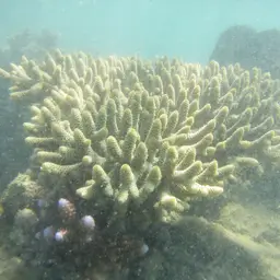 Staghorn Coral, photo 8