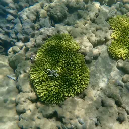 Staghorn Coral, photo 9