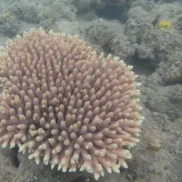 Staghorn Coral, photo 10