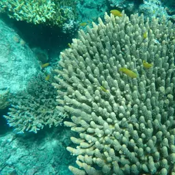 Staghorn Coral, photo 11